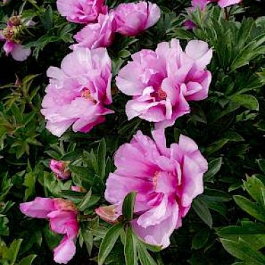 paeonia_itoh_first_arrival_06-min.297x0