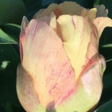 peony-al-s-choice