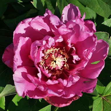peony-eternal-flash
