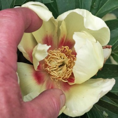 peony-glowing-flash
