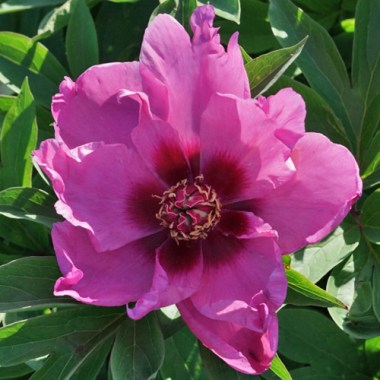 peony-passion-flash