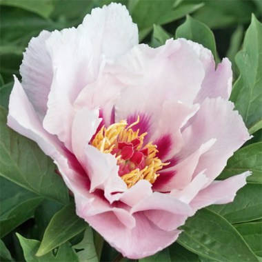 peony-peekaboo-flash