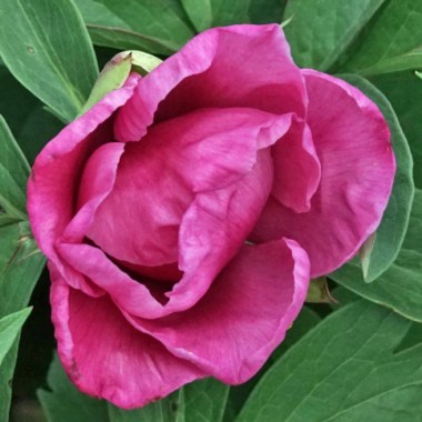 peony-violet-flash