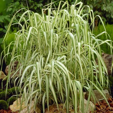 phalaris-arundinacea-feesey