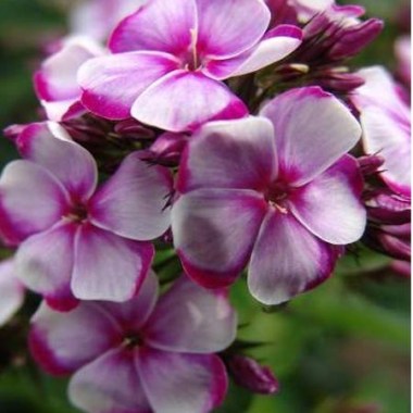 phlox-paniculata-neon-flare1