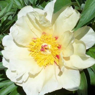 pion_momo_taro_ito_gibrid