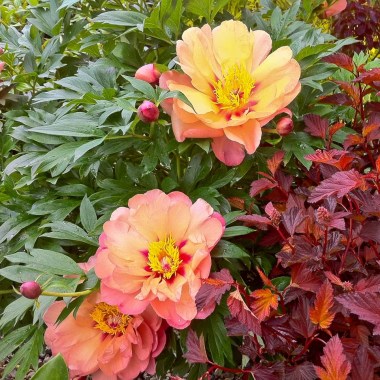 plant-combo-itoh-peony-physocarpus-10000018872