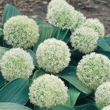 products-allium-karataviense-ivory-q