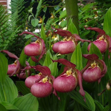 products-cypripedium-kentucky-pink-2012-109---copy