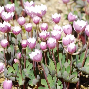 products-sangunaria-canadensis-roseum