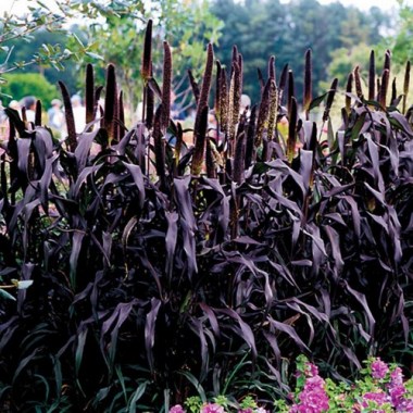 purple_majesty