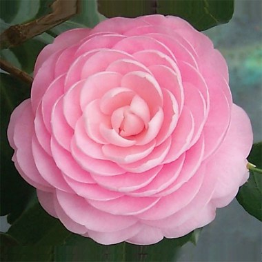 r2460-2-large_1