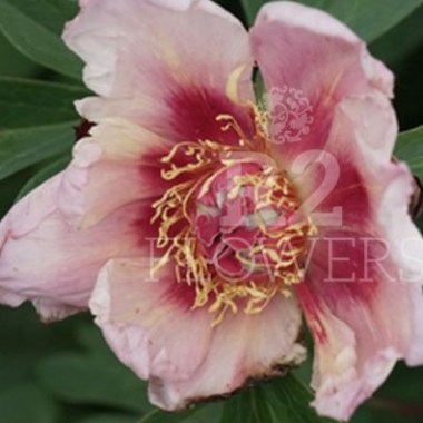 rosy-flash-768x512