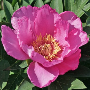 scale_1200