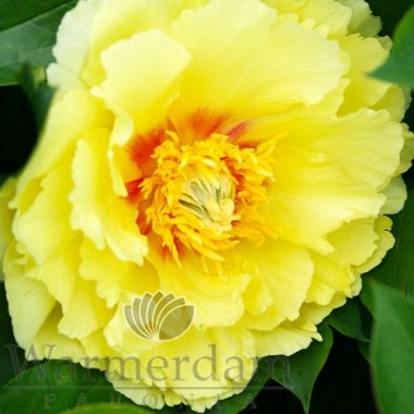 shining-light-peony
