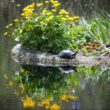 sizedpainted-terrapin-gdn-woods11658