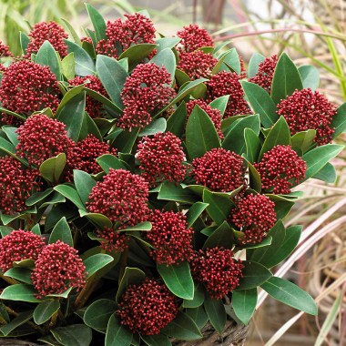 skimmia_japonica_red_dwarf_0009963_2__47421