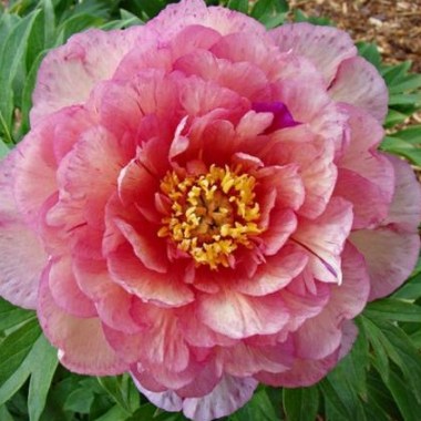 smith_family_jewel-7074