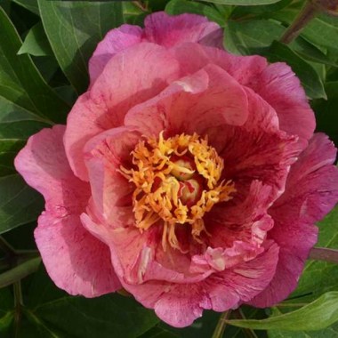 strawberry_blush-260484-b