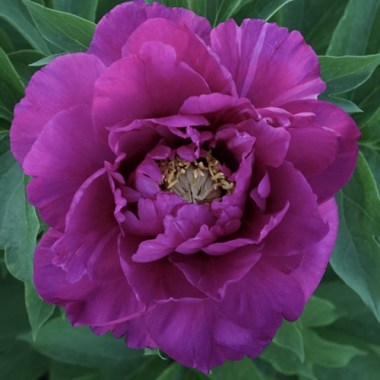 tonka-purple-500