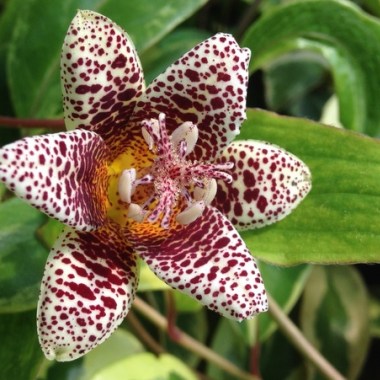 tricyrtis-kohaku