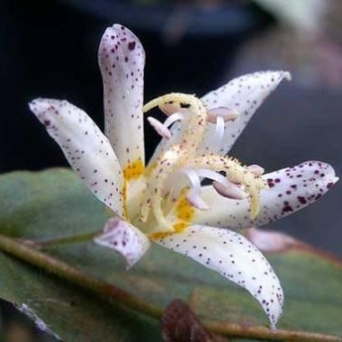 tricyrtis_amanogawa_2_large