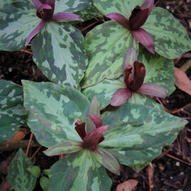 trillium-freemanii-cairns.i-1900.s-63076.r-1_a0949d03-dc03-471a-922d-95a5ce0d7c04_400x.progressive