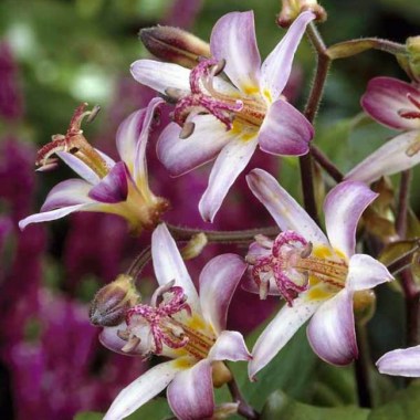 trto_0a_tricyrtis_tojen_elb68519.1501612787