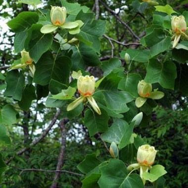 tulpanvoe-derevo-edward-gursztyn-liriodendron-tulipifera-edward-gursztyn-tyulpanovoe-derevo-edvard-garstin-liriodendron-tyulpanovyj-edvard-garstin1