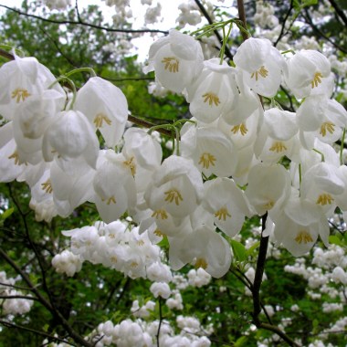 two-winged-silverbell-halesia-diptera-blooms-han