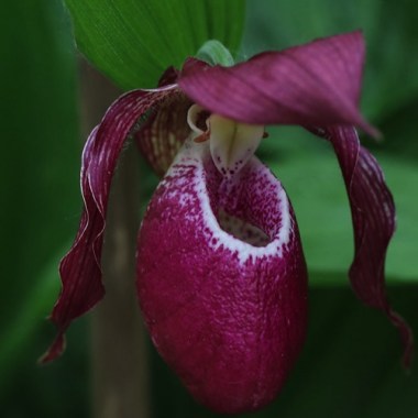 u-ladyslipper-phillip-fb-frosch