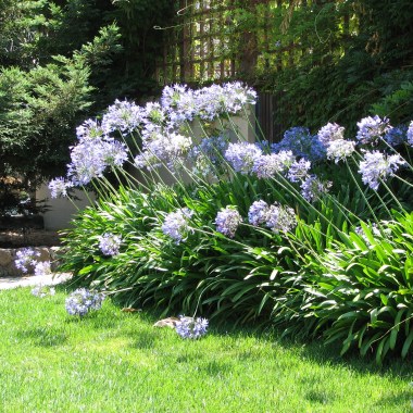 ucb_agapanthus_habit