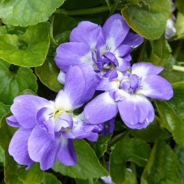 viola-odorata_duchess_de_parme_bloom_01