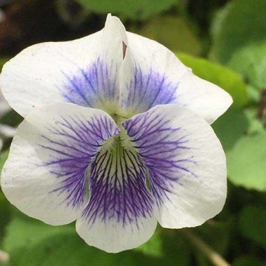 viola-sororia-hungarian-beauty-01_1