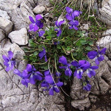 viola_alpina_a3
