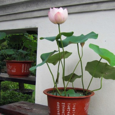 water-lily-seeds-chinese-mini-bowl-lotus-flower-sementes-indoor-home-bonsai-nelumbo-nucifera-outdoor-garden.jpg_640x640