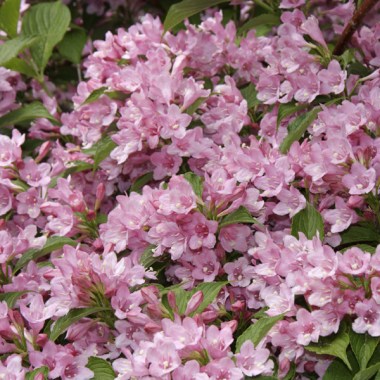 weigela-rosea1