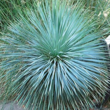 yucca-rostrata-sapphire-skies.i-6697.s-30250.r-1_400x.progressive